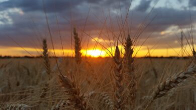 Weizenfeld im Tullnerfeld. © Weckwerth