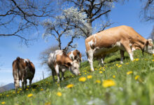 Berglandmilch erhöht ab Juli den Milchpreis und stärkt Tierwohl, Bio und Nachhaltigkeit – mit höherem Bonus für besonders tierfreundliche Betriebe. Foto: Daniela Köppl