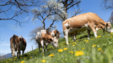 Berglandmilch erhöht ab Juli den Milchpreis und stärkt Tierwohl, Bio und Nachhaltigkeit – mit höherem Bonus für besonders tierfreundliche Betriebe. Foto: Daniela Köppl