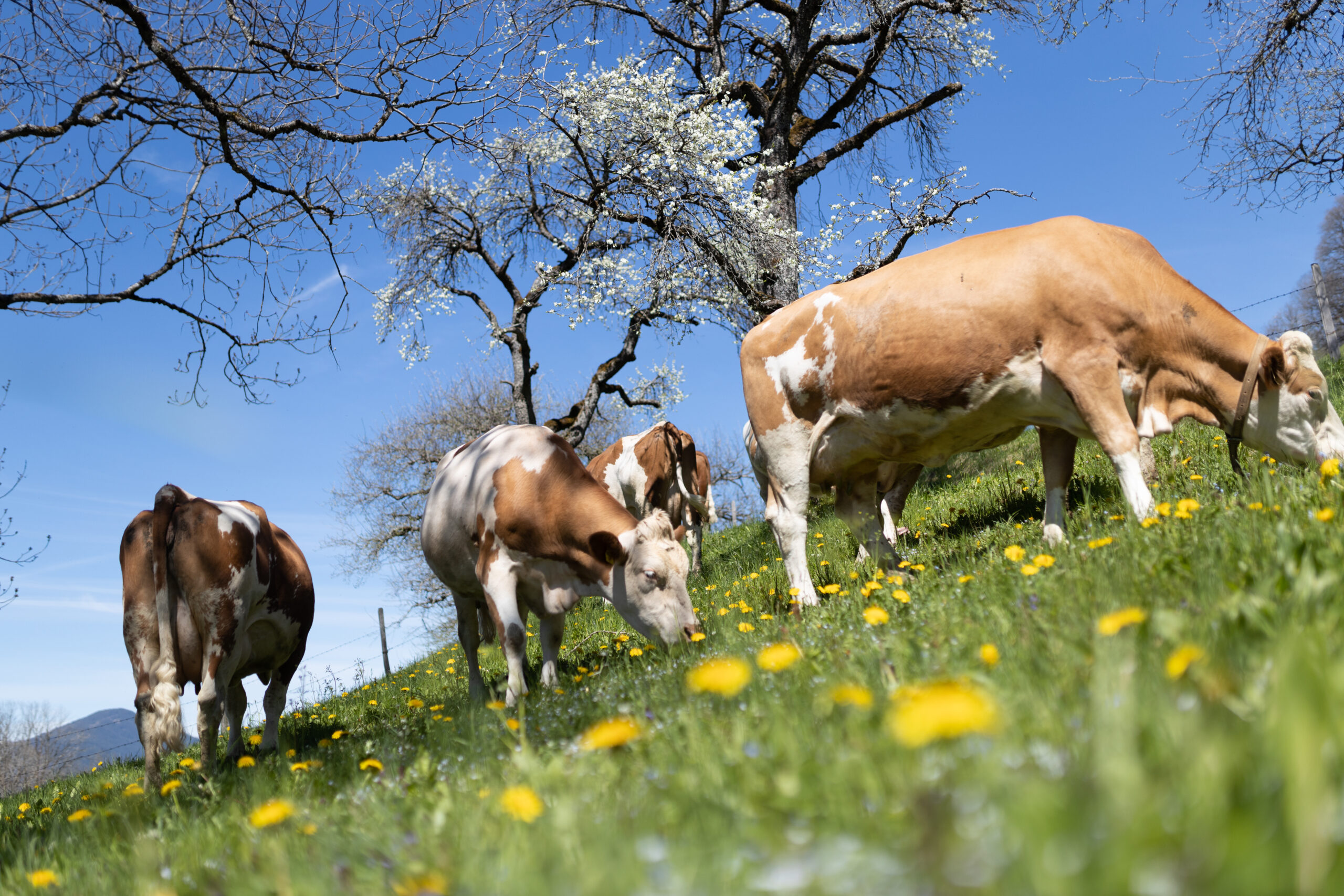Berglandmilch erhöht ab Juli den Milchpreis und stärkt Tierwohl, Bio und Nachhaltigkeit – mit höherem Bonus für besonders tierfreundliche Betriebe. Foto: Daniela Köppl