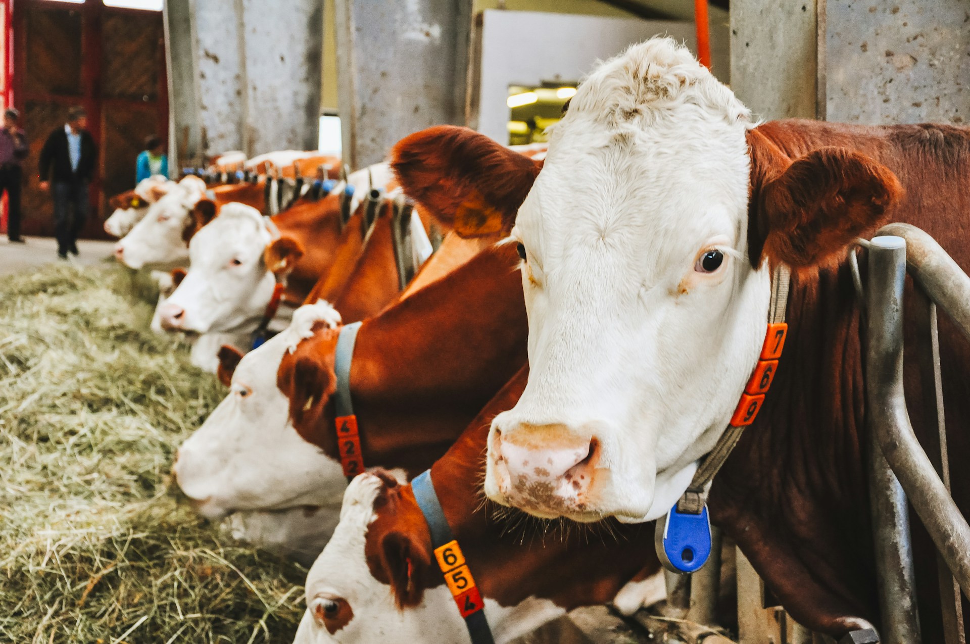 Weniger kleine Bauernhöfe gefährden auch den Nachschub des Bäckerhandwerks. Denn wer regional bäckt, braucht regionale Rohstoffe. Und die gibt es nur, wenn auch die Landwirtschaft eine Zukunft hat. © Unsplash / Anastasiia Chepinska