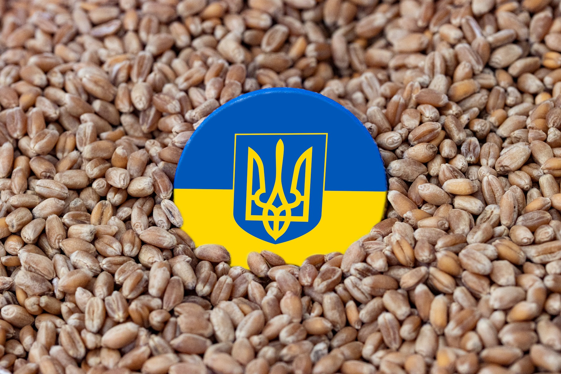 Niedrige Qualitäts-Standards, hatte zuletzt auch hierzulande das Bäcker- und Konditorenhandwerk unter Druck gesetzt – etwa durch den Import von ukrainischem Getreide. © Unsplash / Marek Studzinski