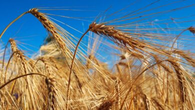 Der AMA-Marktbericht Juli 2025 zeigt: Rekordernten bei Mais und Weizen drücken die Preise. In Österreich sinken die Erzeugerpreise, Lagerbestände steigen. Entwicklungen im Biosektor und internationale Trends inklusive. Bild: Pixabay