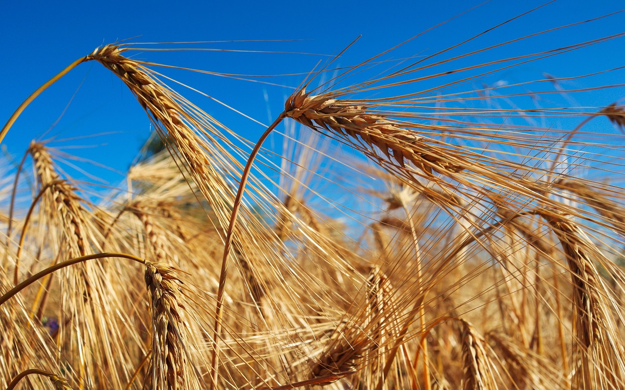 Der AMA-Marktbericht Juli 2025 zeigt: Rekordernten bei Mais und Weizen drücken die Preise. In Österreich sinken die Erzeugerpreise, Lagerbestände steigen. Entwicklungen im Biosektor und internationale Trends inklusive. Bild: Pixabay