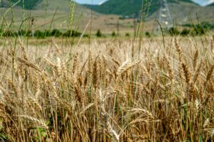 Weizen bleibt die wichtigste Kultur für die Backbranche – 2025 stiegen die Erträge deutlich über das Vorjahresniveau und erreichten sogar neue Rekordwerte. (Bild: Pexels)