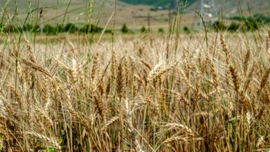 Weizen bleibt die wichtigste Kultur für die Backbranche – 2025 stiegen die Erträge deutlich über das Vorjahresniveau und erreichten sogar neue Rekordwerte. (Bild: Pexels)