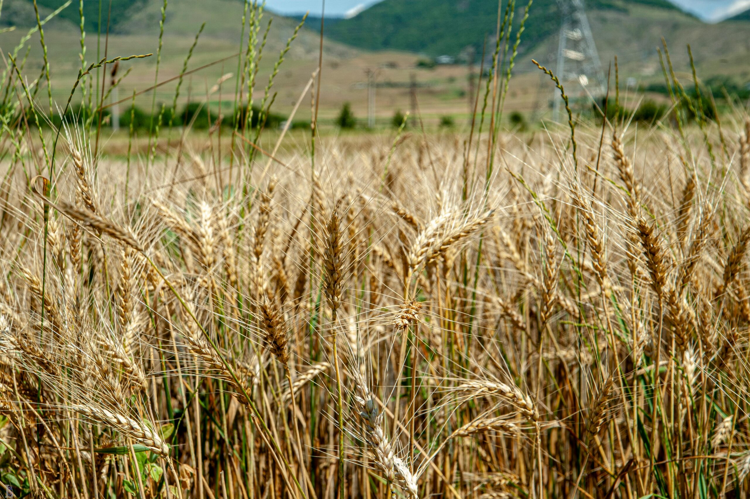 Weizen bleibt die wichtigste Kultur für die Backbranche – 2025 stiegen die Erträge deutlich über das Vorjahresniveau und erreichten sogar neue Rekordwerte. (Bild: Pexels)