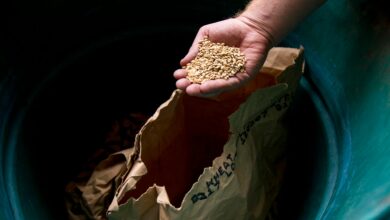 Zum Jahresende zeigen sich die internationalen Getreidemärkte ruhiger. © Unsplash / Carlos Aranda