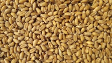 Pariser Weizenpreise geben wieder nach. © Unsplash / Avinash Kumar