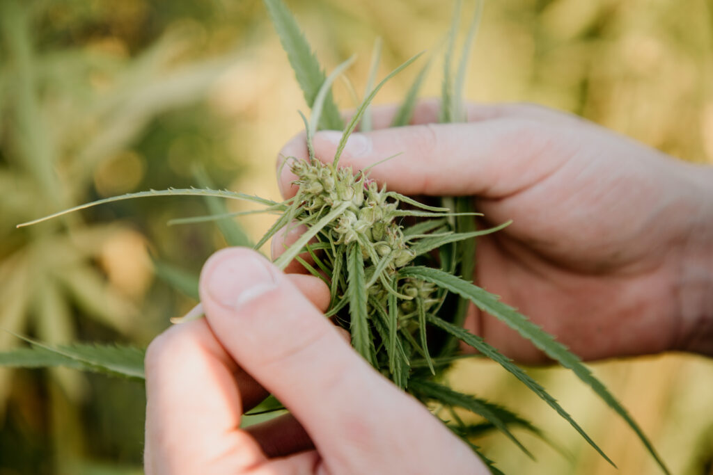 Biohanfsamen sind die wichtigste Zutat in einer der köstlichen Nougatcremes. © Genussfux