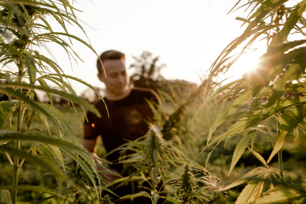 Das Hanffeld liefert Rohstoffe direkt vor der Haustüre. © Genussfux