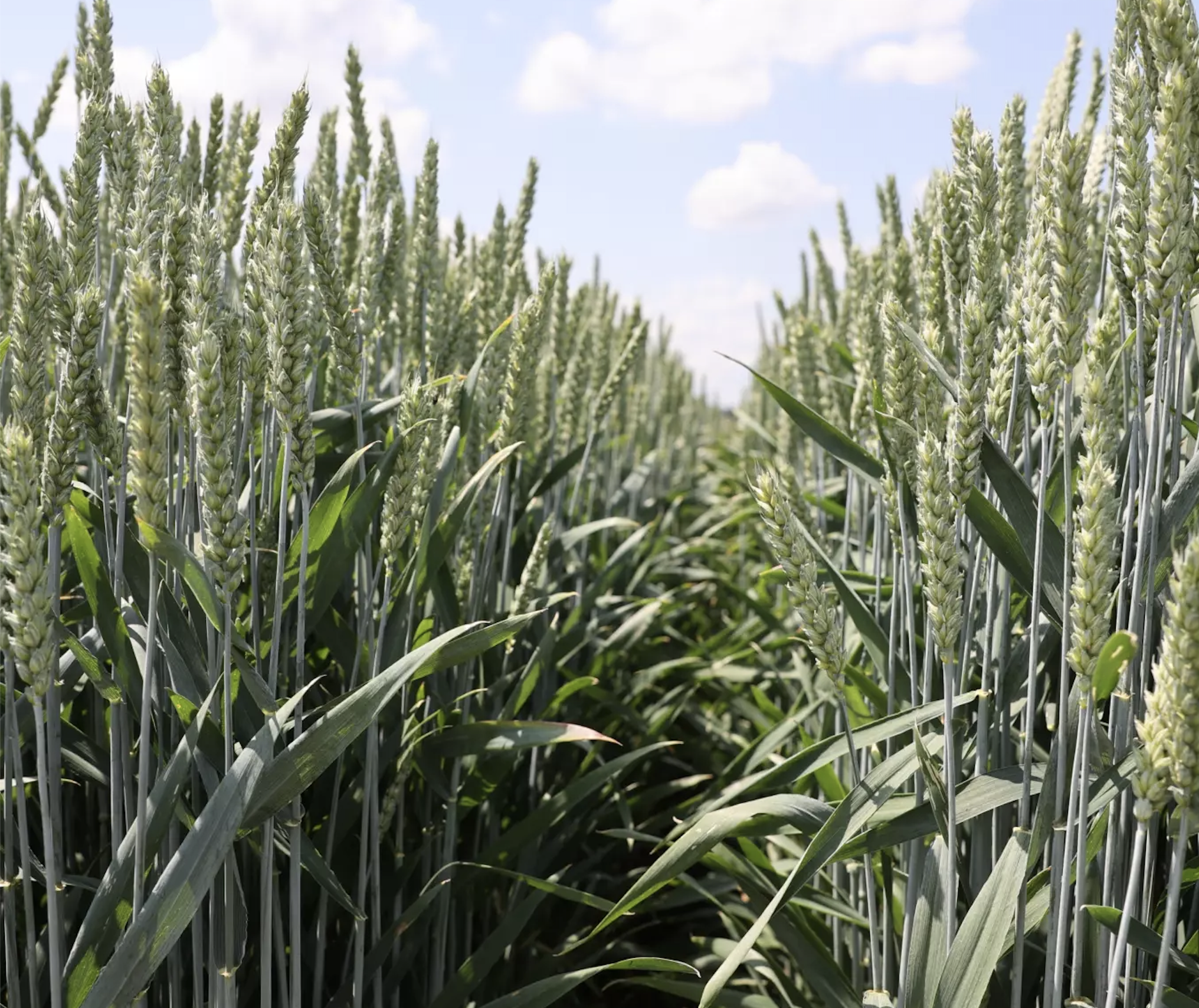 Klimawandel verändert Weizen
